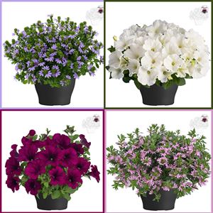 Bild von TP26 Diversen op kleur of monomix